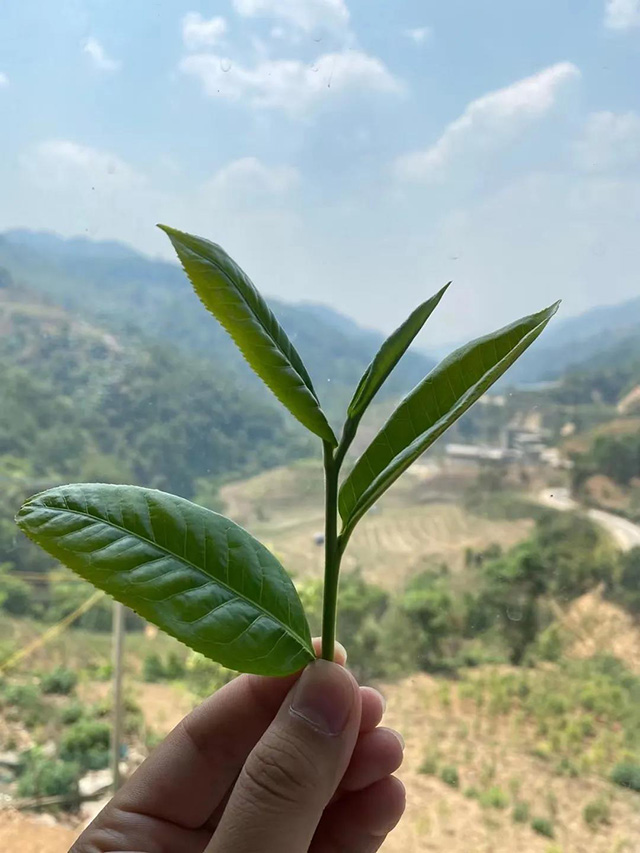 冰岛茶鲜叶